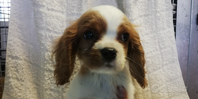 Cavalier king