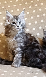 Cuccioli di Maine Coon linea estera