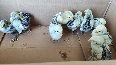 Amburgo taglia grande