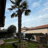 Palma ornamentale adulta