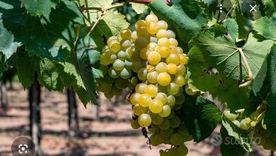 uva da vino