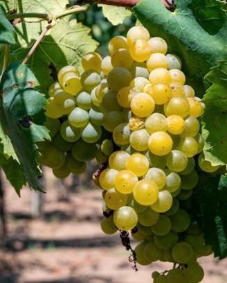 uva da vino