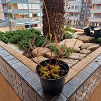 Drosera Binata dicotoma (Pianta Carnivora)