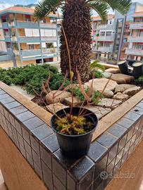 Drosera Binata dicotoma (Pianta Carnivora)