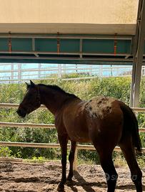 Cavallo
