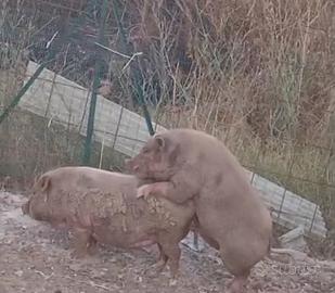 Mini pig juliana gravida