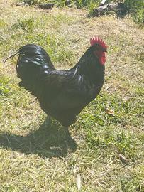 Gallo Amrock