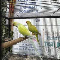 Coppie parrocchetti dal collare