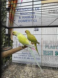 Coppie parrocchetti dal collare