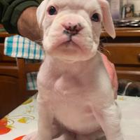 Boxer cuccioli