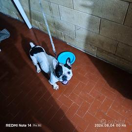 Bulldog francese
