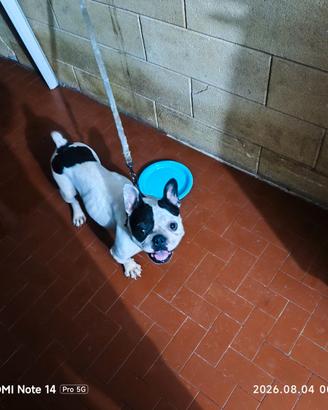 Bulldog francese