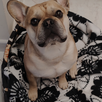 Bulldog francese
