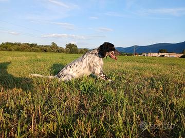 Setter inglese