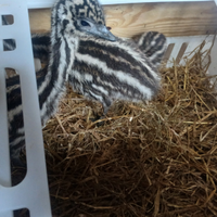 Pulcini struzzo australiano emu