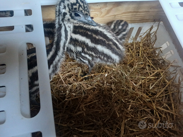 Pulcini struzzo australiano emu