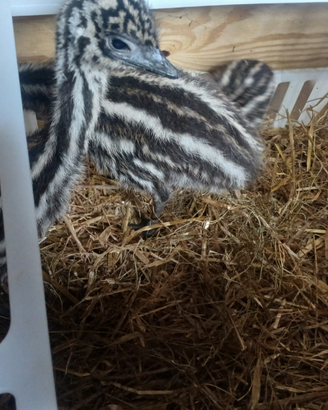 Pulcini struzzo australiano emu