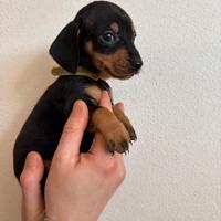 Cucciolo di bassotto