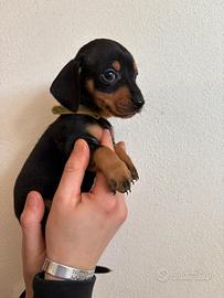 Cucciolo di bassotto