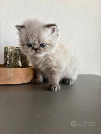 Cuccioli di persiano