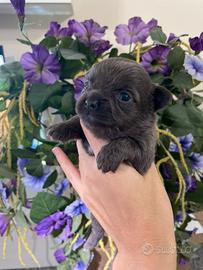 Cuccioli Chihuahua toy 60 GG