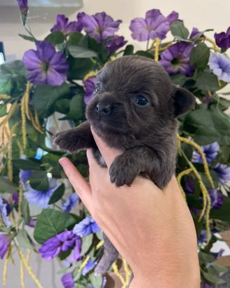 Cuccioli Chihuahua toy 60 GG