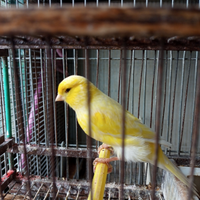 Canarino giallo ala bianca