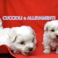Maltese Cuccioli - Allevamento