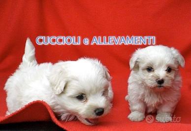 Maltese Cuccioli - Allevamento