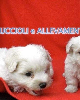 Maltese Cuccioli - Allevamento