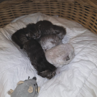 Cuccioli gatto persiano chinchillà