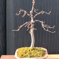 Bonsai di castagno H 57