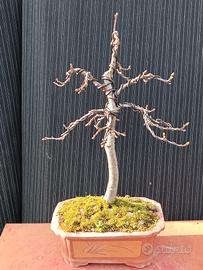 Bonsai di castagno H 57