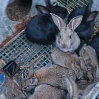 Conigli nostrani
