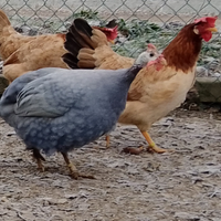 Faraona Azzurra Ghigi