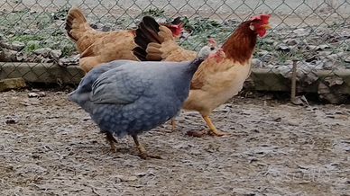 Faraona Azzurra Ghigi