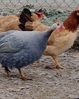 Faraona Azzurra Ghigi
