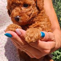 Cucciolo Barboncino nano red