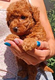 Cucciolo Barboncino nano red