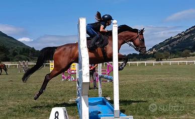 Splendida doppia pony da salto