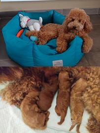 Cuccioli di barboncini
