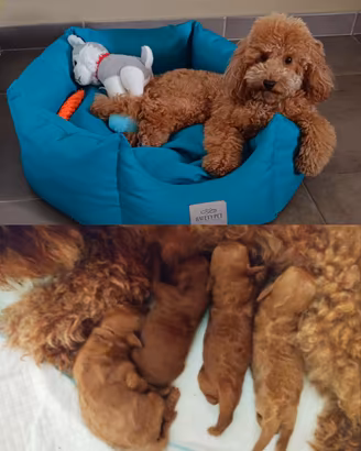Cuccioli di barboncini