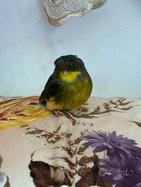 Canarini cocorite ibridi