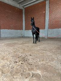 Cavalla murgese