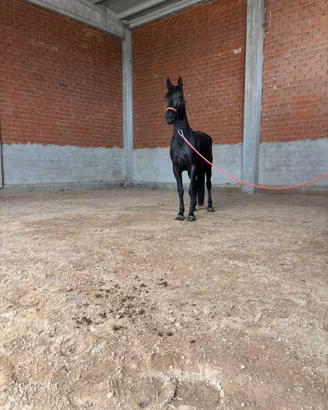 Cavalla murgese