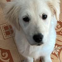 Golden retriever femmina con lastre ufficiali