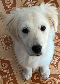 Golden retriever femmina con lastre ufficiali