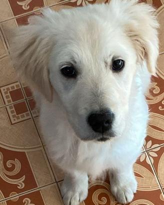 Golden retriever femmina con lastre ufficiali
