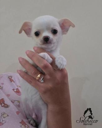 Cuccioli di chihuahua con pedigree enci