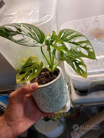 Monstera Adansonii con coprivaso